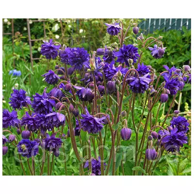Аквілегія махрова Blue Barlow / Блю Барлоу /