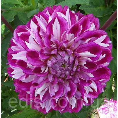 Жоржина високоросла Optical Illusion