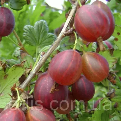 Агрус Красень (середньостиглий)