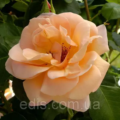 Троянда в'юнка Скул Гьол (School Girl)