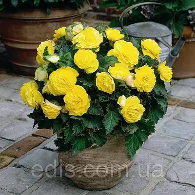 Бегонія бульбова махрова New Star Жовта (1 бульба)