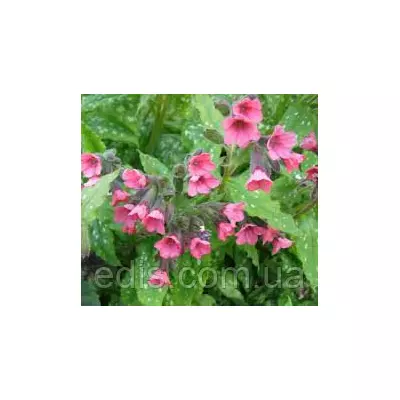 Медуниця цукрова Дора Белефельд (Pulmonaria saccharata Dora Bielefeld)