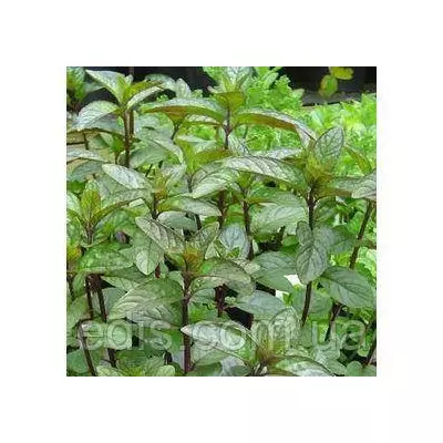 М'ята перцева, кореневище