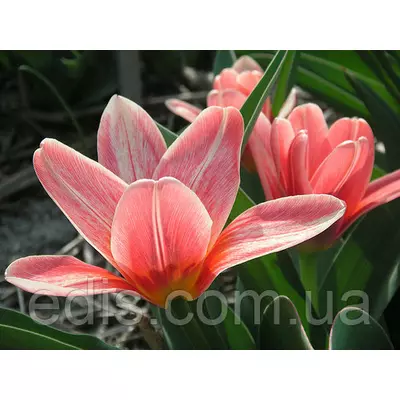 Тюльпан Кауфмана Fashion (Фейшн) 3 цибулинки