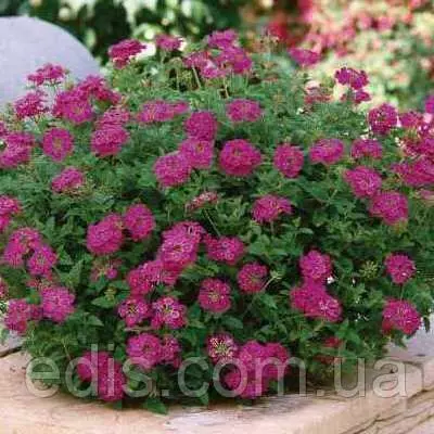 Вербена гібридна звисаюча суміш 0,1 г, насіння Яскрава