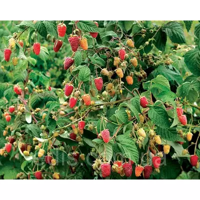 Малина Казка