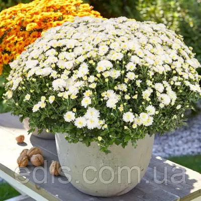 Хризантема Gigi Snow (Джіджі Сноу) контейнер 0,5 л