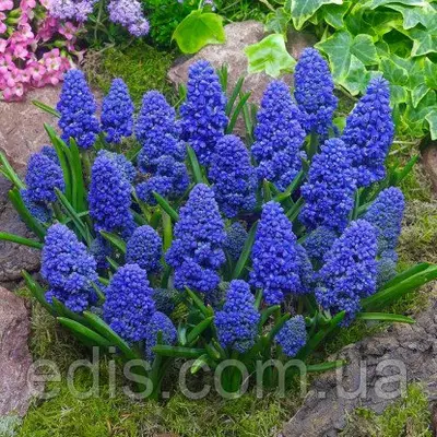 Мускарі махровий Blue Spike 5 цибулин