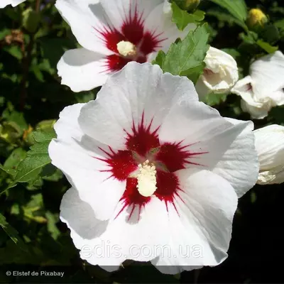 Гібіскус сирійський Mathilde (Метильда) горщик 1 л.