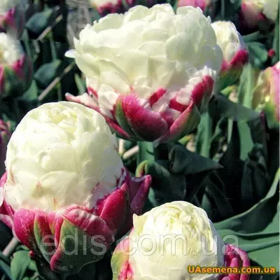 Тюльпан махровий пізній Ice Cream (Айс Крім), 3 цибулинки