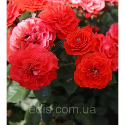 Троянда в'юнка Захід (Sunset)