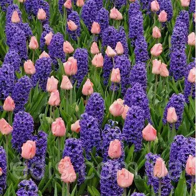 Арт-набір Ранковий сон (тюльпани, гіацинти) 6 цибулин