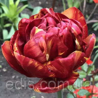 Тюльпан махровий пізній Sundowner (Сандаунер) 3 цибулинки