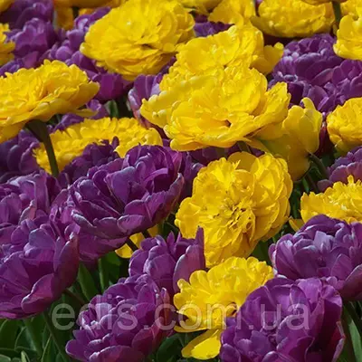 Арт-набір цибулин тюльпанів Розкішний 7 цибулин