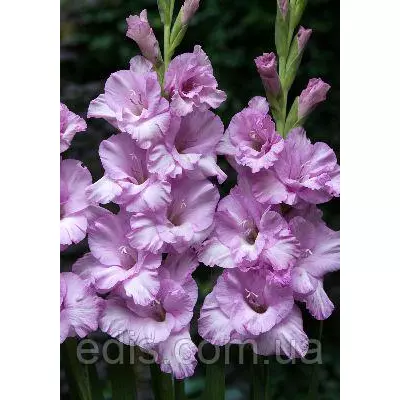 Гладіолус Desperado, 3 шт./уп., великоквітковий