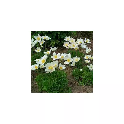 Анемона лісова Alba, контейнер Р9