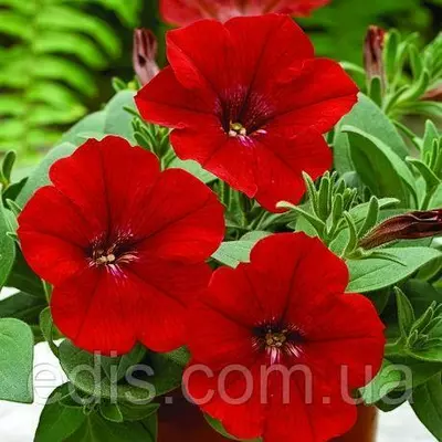 Петунія крупноквіткова Маріка F1, 10 насінин-драже, серія PREMIUM ТМ Яскрава