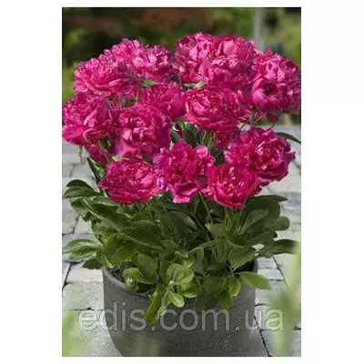 Півонія низькоросла London (Лондон) кореневище в пакеті