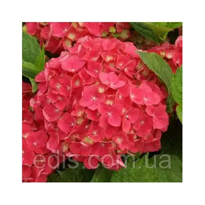 Гортензія Hot Red (Хот Ред)