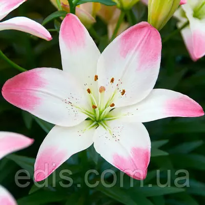 Лилия низкорослая Sugar Love (Шугар Лав) 1 луковица 12/14