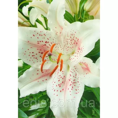 Лілія орієнтальна тигрова Muscadet (Мускадет) 1 цибулина 12/14