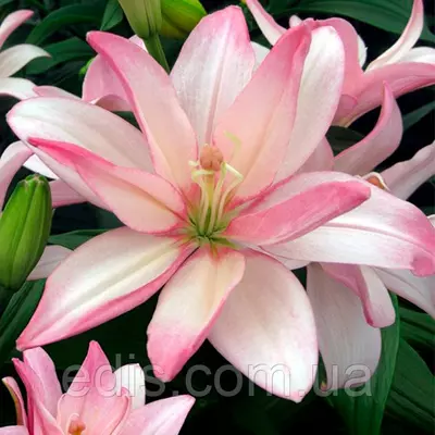 Лілія азіатська махрова Bentley 1 цибулина 12/14