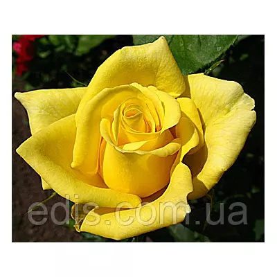 Троянда Ландора (Landora) чайно-гібридна