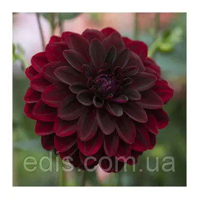 Жоржина високоросла Arabian Night