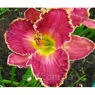 Лілейник David Kirchoff