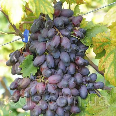 Виноград Еталон (ранній)