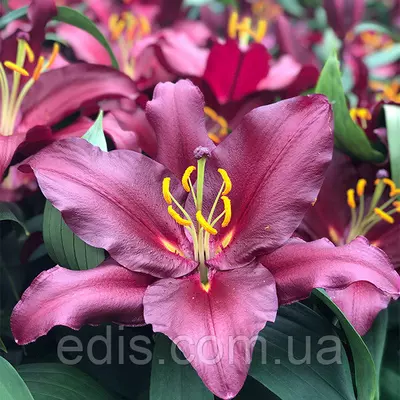 Лілія гыгантська Bombastic 1 цибулина 12/14