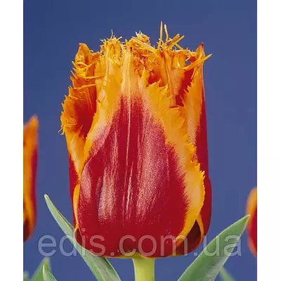 Тюльпан Palmares (Палмарес) оторочений 3 цибулинки