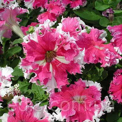 Петунія бахромчата Каркулка F1 (низька) 10 насінин-драже