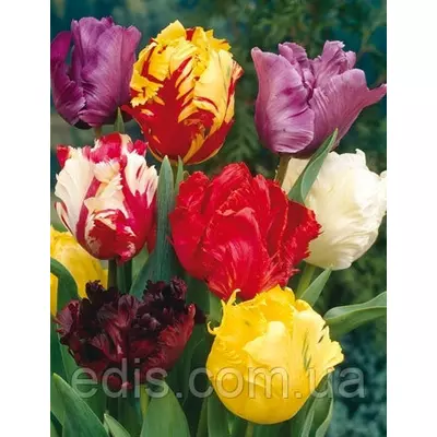 Суміш папугових тюльпаныв, 9 цибулин
