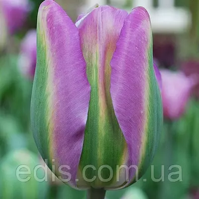 Тюльпан вірідіфлора Nightrider (Найтрайдер) 3 цибулинки
