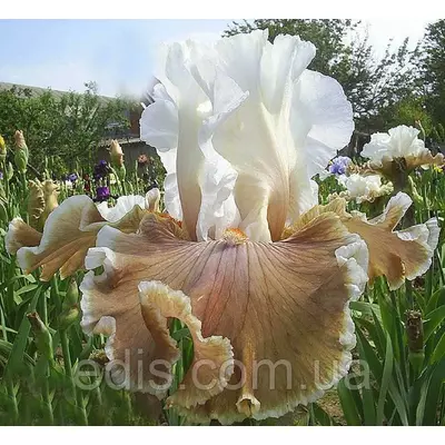 Ірис високий бородатий Coffee Whispers (Каффі Висперс)