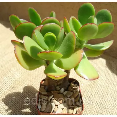 Товстянка (красула) овальна Грошове дерево., кімнатна рослина. h = 10 см.