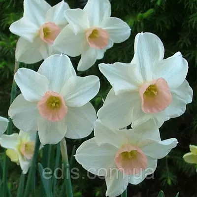 Нарцис мініатюрний Bell Song (Бел Сонг) 10/12 1 цибулина