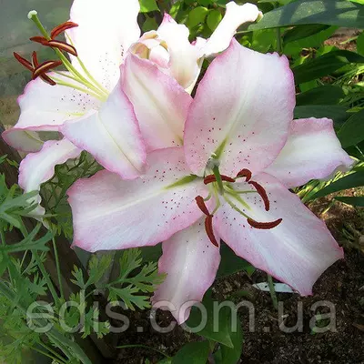 Лілія орієнтальна Brasilia (Бразилія) 1 цибулина 12/14