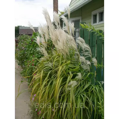 Міскантус цукроцвітний (віїрник) кореневище