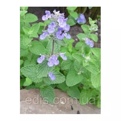 Котовник лимонний 0,5 г, насіння Яскрава