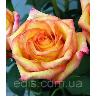 Троянда Конфетті (Confetti) чайно-гібридна