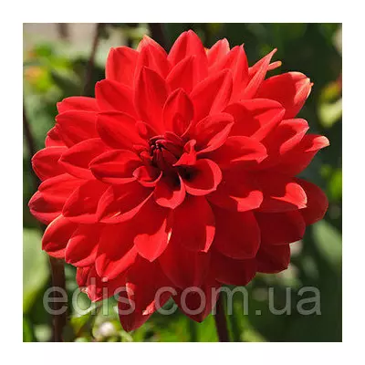 Жоржина низькоросла Heatwave