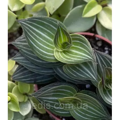 Живець Каллізія вишукана Елеганс, свіжозріз 3-4 міжвузля