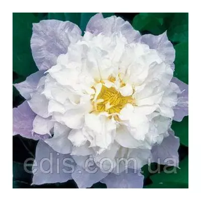 Клематис Veronika Choice