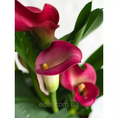 Калла California Red 1 бульба 12/14