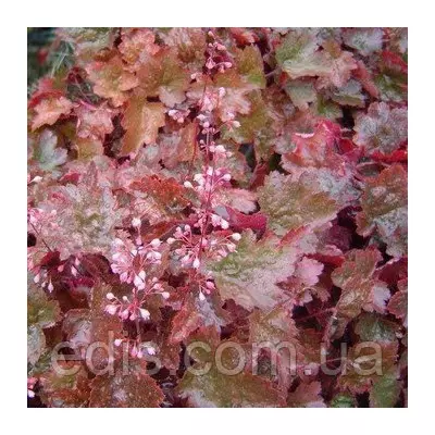 Гейхера Rachel в контейнері