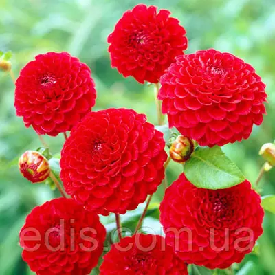 Жоржина помпонна Nescio (Несцио), бульби квітів