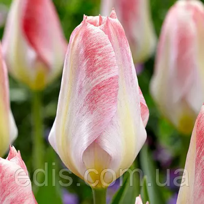 Тюльпан гібрид Фостера Flaming Purissima (Флейминг Пуриссима) 3 цибулинки