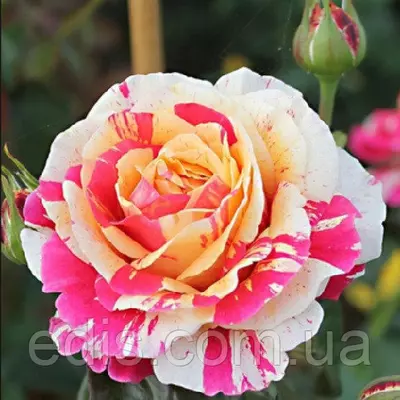 Троянда в'юнка Строката